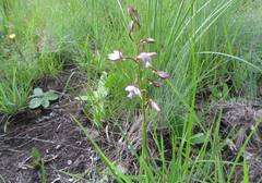 Eulophia zeyheriana