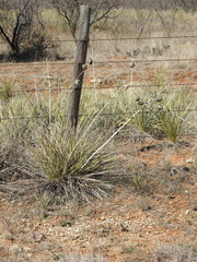 Yucca campestris
