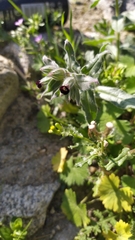 Nonea vesicaria