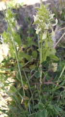 Stachys ocymastrum