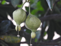 Barringtonia asiatica