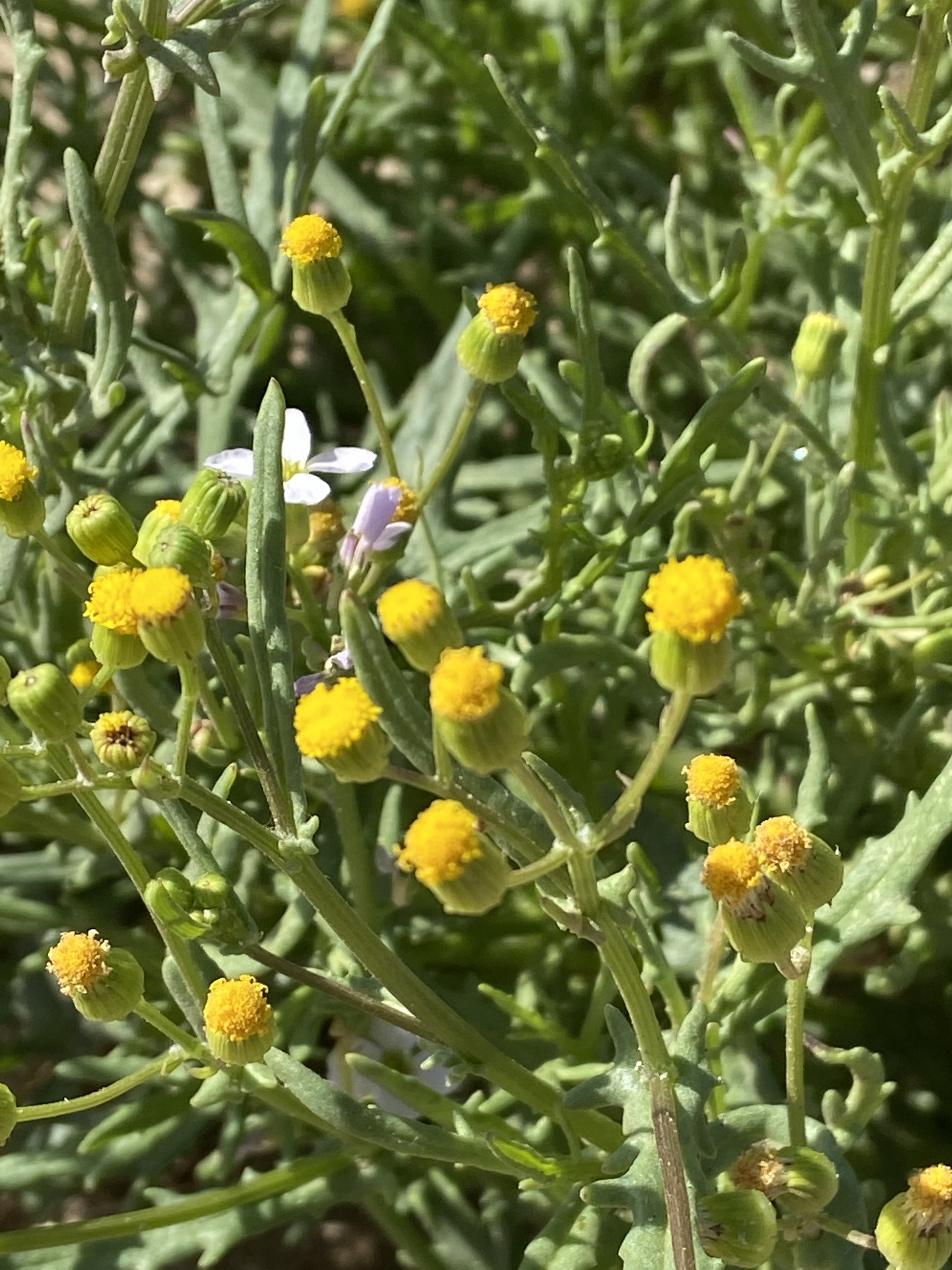 Senecio massaicus