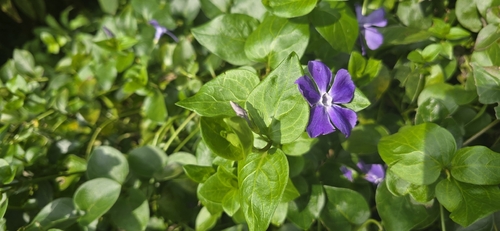 greater periwinkle