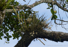 Brassavola