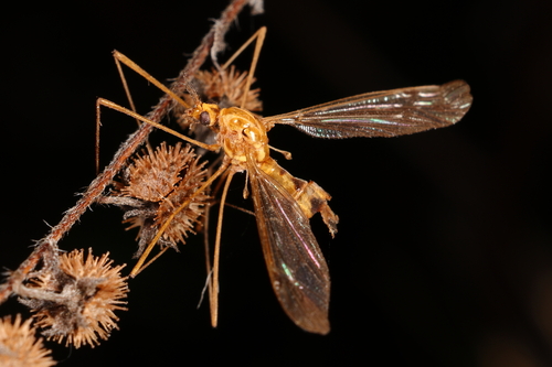 Unknown species found near Champaign County, IL, USA