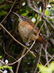 Cantorchilus longirostris