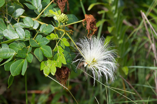 Abarema obovata