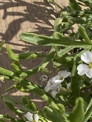 Dischistus atlanticus