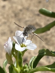 Dischistus atlanticus