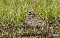 Chordeiles nacunda