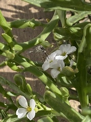 Dischistus atlanticus