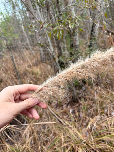 sugarcane plumegrass (Erianthus giganteus)