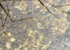 Cichlasoma bimaculatum