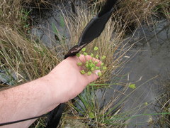 Tiedemannia filiformis image