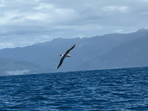 Salvin's Albatross (Thalassarche salvini), photo 5