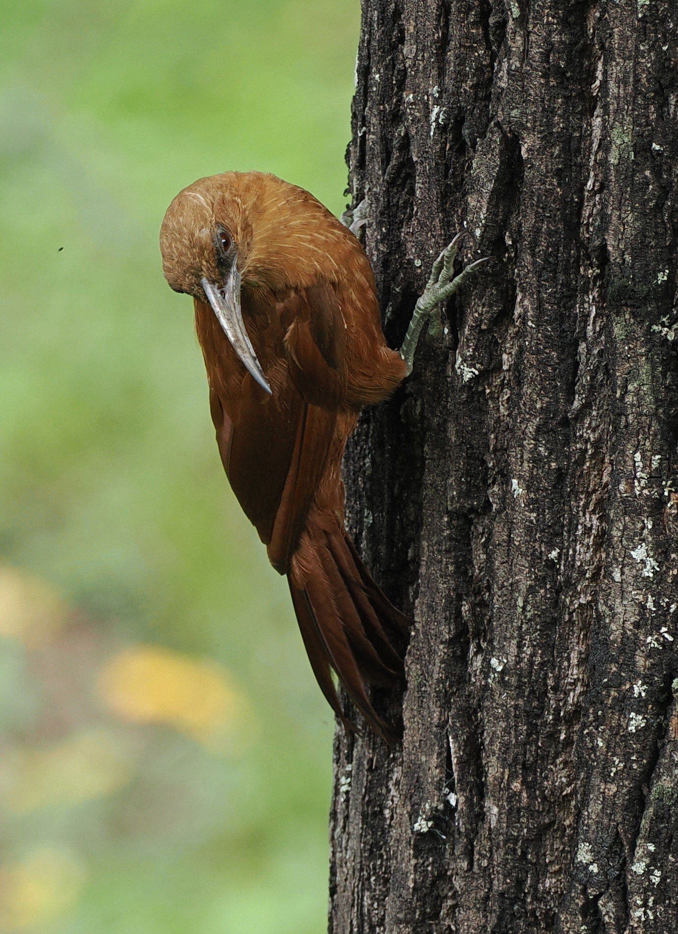 Great Rufous Woodcreeper (Xiphocolaptes major), photo 2
