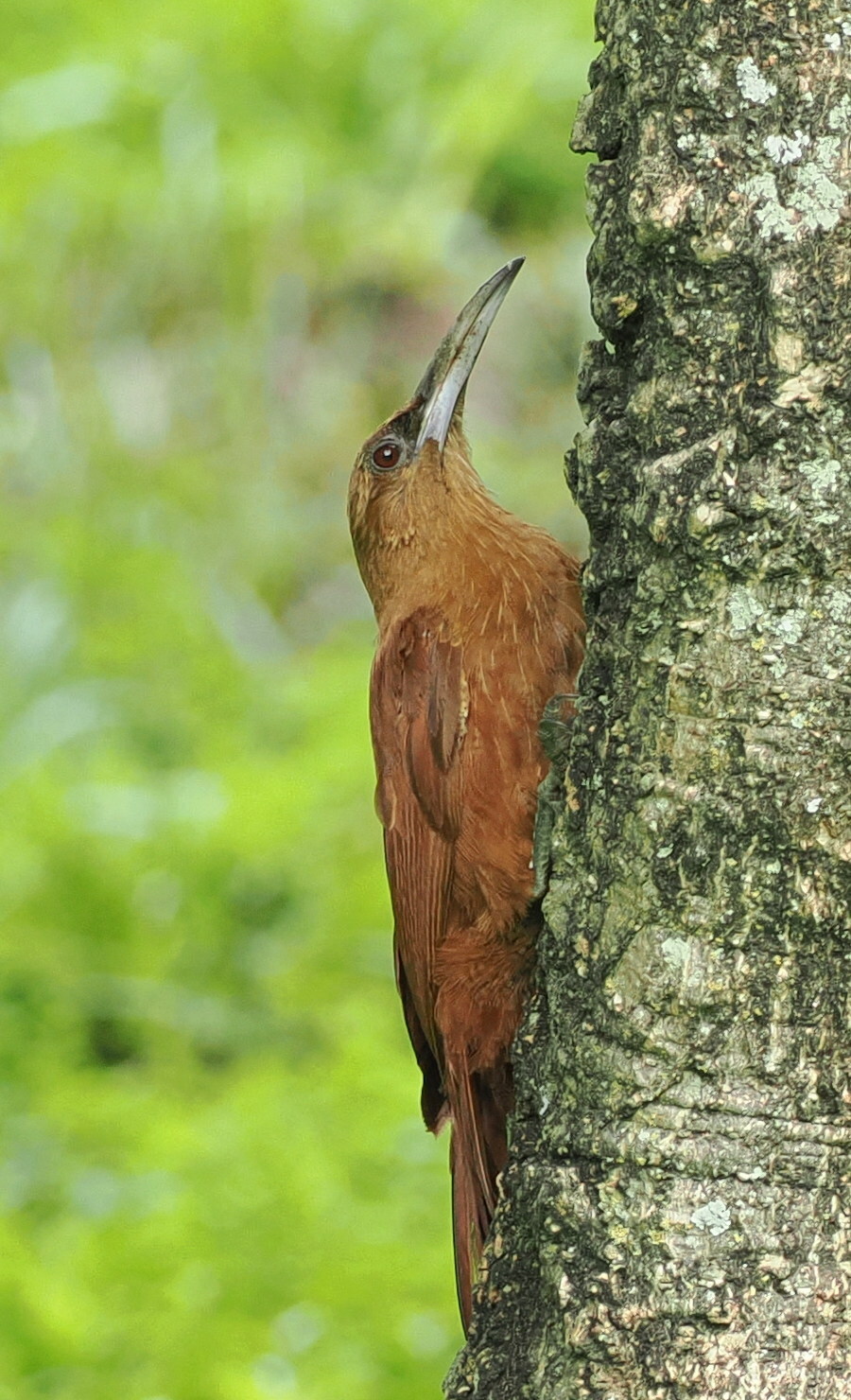 Great Rufous Woodcreeper (Xiphocolaptes major), photo 8