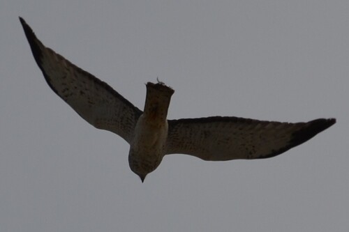 Northern Harrier