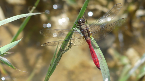 Orthetrum villosovittatum