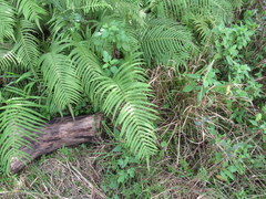 Pelazoneuron augescens