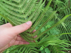 Pelazoneuron augescens