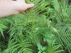 Pelazoneuron augescens