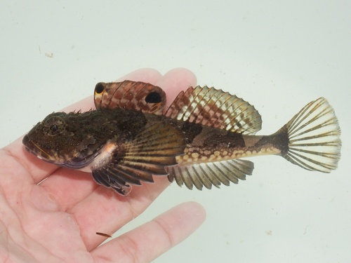 Bonehead sculpin (Artedius notospilotus) — Cottidae