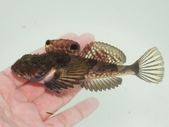 Bonyhead Sculpin photo 2