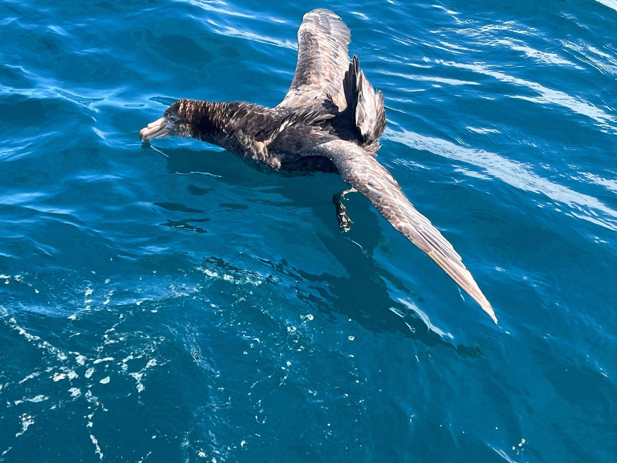 Northern Giant Petrel (Macronectes halli), photo 3