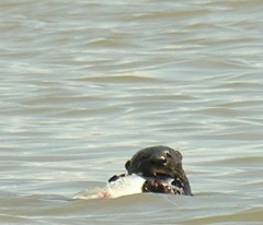 Hydrictis maculicollis