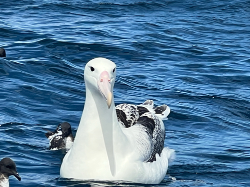 Southern Royal Albatross (Diomedea epomophora), photo 4