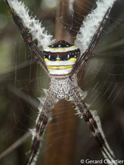 Argiope versicolor