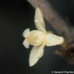 Dendrobium aloifolium