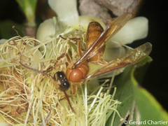 Provespa barthelemyi