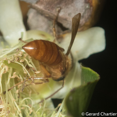 Provespa barthelemyi