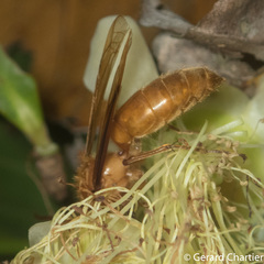 Provespa barthelemyi