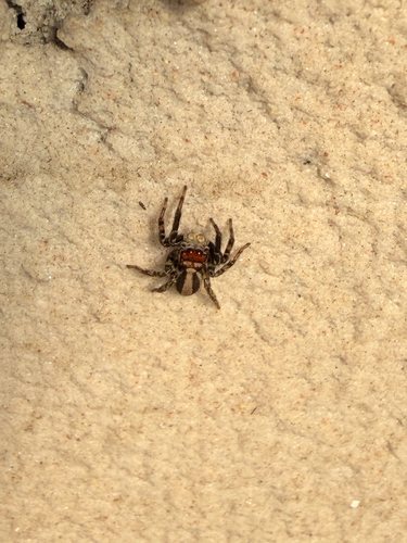 Plexippus setipes
