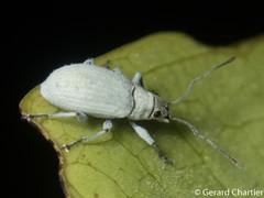 Myllocerina