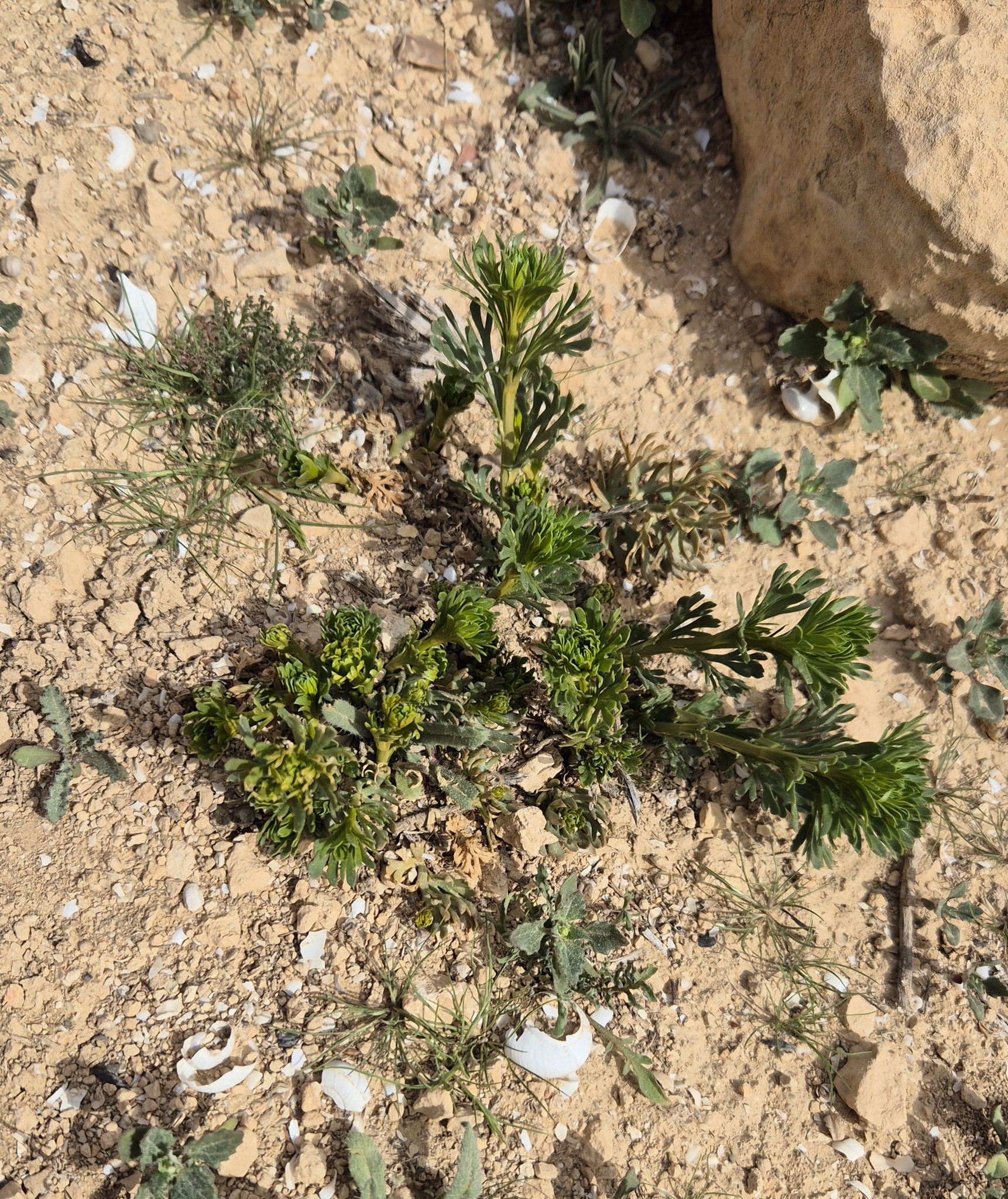 Syrian rue