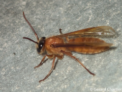 Provespa barthelemyi