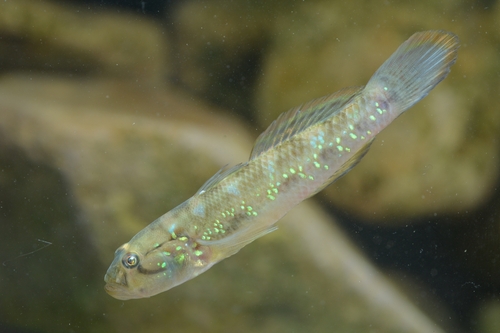 Green-spotted goby (Acentrogobius viridipunctatus) — Gobiidae — 4