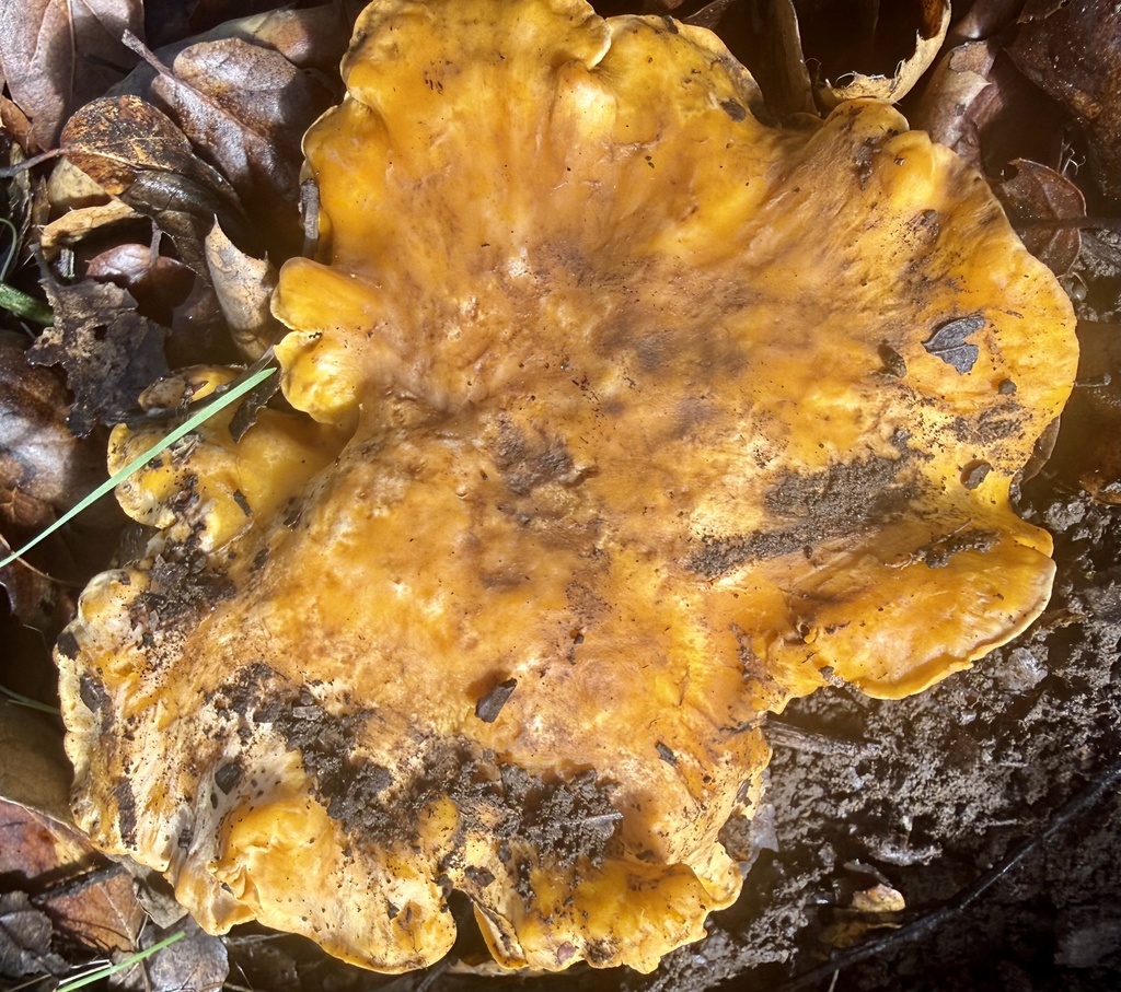 Cantharellus californicus · February 2026 · photo: © hllrnnr (iNaturalist, cc0)