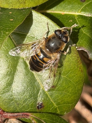 Unknown species found near Florence, OR 97439, USA