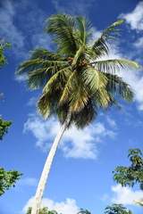 Cocos nucifera