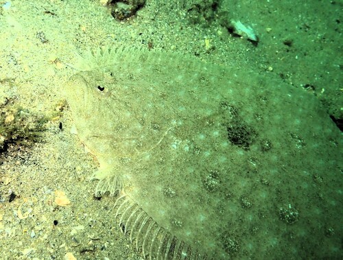 Flounder (Pseudorhombus jenynsii) — Paralichthyidae — 4