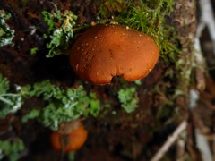 Gymnopilus oregonensis