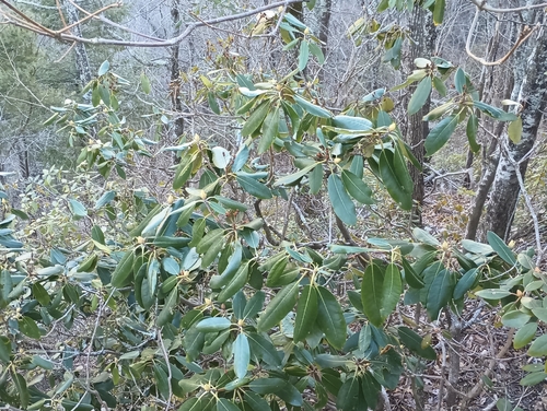 Catawba Rosebay (Rhododendron catawbiense)