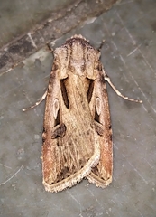 Agrotis biconica