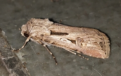 Agrotis biconica