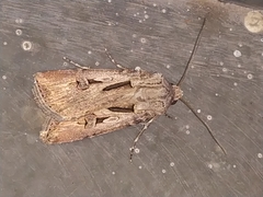 Agrotis biconica